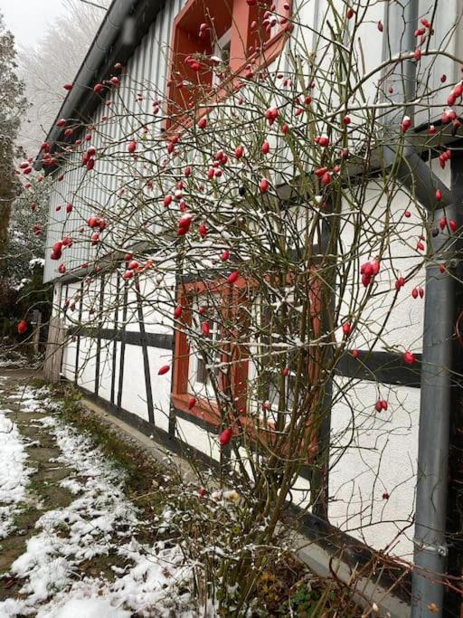 Apartment Belka Am Rursee